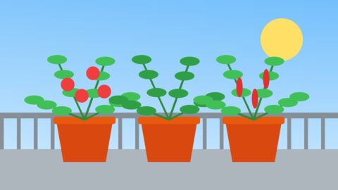 گھر کی چھت یا بالکونی میں سبزیاں کیسے اگائیں؟ مکمل طریقہ